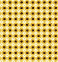 Sunflower Sunshine