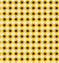 Sunflower Sunshine